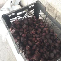 خوردنی|خوردنی و آشامیدنی|شاهین دژ, |دیوار