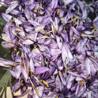 زعفران اصل به شرط ضمانتی|خوردنی و آشامیدنی|شیراز, گویم|دیوار