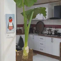 فروش وسایل خانه به دلیل مهاجرت|حراج|بندر گز, |دیوار