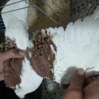 کبوترجکسون|پرنده|بافق, |دیوار