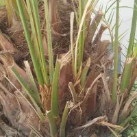 پا جوش نخل برحی اصیل