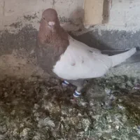 کبوتر|پرنده|زاهدان, |دیوار