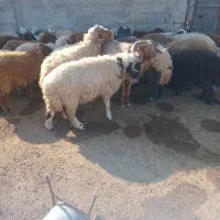 گوشت قوچ یا بره نر بزرگ فقط|حیوانات مزرعه|بندر ماهشهر, |دیوار