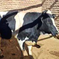 گوساله نر پروار شده