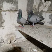 کبوتر مسافتی