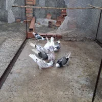 سلام دوستان عزیز چند تا کبوتر غریب خوب|پرنده|ساری, |دیوار