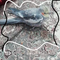 عروس هلندی