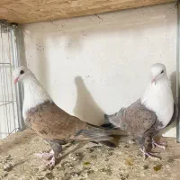 چند جفت کبوتر رنگی