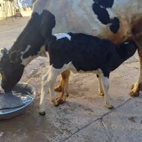 یک عددگاو وگوساله سیمینتال|حیوانات مزرعه|سنقر, |دیوار