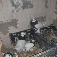 تعدای طوق سیاه درجه یک فروشی|پرنده|زرین دشت (فارس), |دیوار