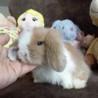 خرگوش مینی لوپ استرالیایی اصیل|موش و خرگوش|کرج, فاز ۱ مهرشهر|دیوار
