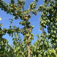 فروش باغ پر میوه|فروش خانه و ویلا|الیگودرز, |دیوار