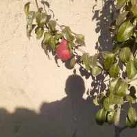 خرید وفروش انواع چوب وضایعات