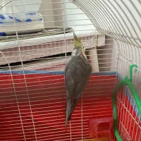 عروس سخنگو بالغ|پرنده|فومن, |دیوار