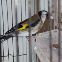 فنچ