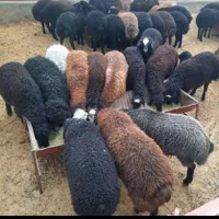 گوسفند ارگانیک اولین بار در شاهین شهر گز گرگاب