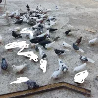 تیپ شهری ( تندیس کبوتر درجه یک )