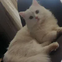 واگذاری گربه|گربه|کرمان, |دیوار