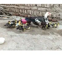 جوجه اردک  خارجی