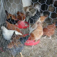 مرغ تخم گذار