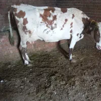 گاو شیری سیمنتال گوساله دار