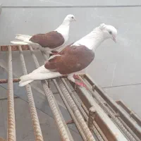 کفتر دوکت قرمز