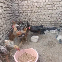 مرغ و جوجه محلی زیر مرغی|حیوانات مزرعه|زابل, |دیوار