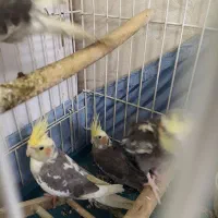 عروس هلندی