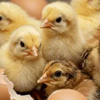 تخم  مرغ  نطفه داره