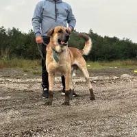 واگذاری سگ سرابی