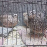 بلدرچین