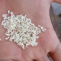 نیم دونه در حد سرلاشه