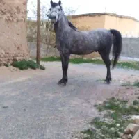 اسب|اسب و تجهیزات اسب‌سواری|شهرکرد, |دیوار