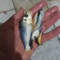 ماهی کوی دو تا پنج بند|ماهی|اصفهان, کارلادان|دیوار