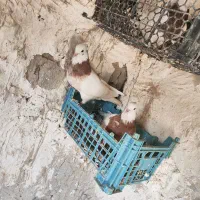 کبوتر طوقی|پرنده|سراوان, |دیوار