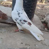 کفتر|پرنده|دلند, |دیوار