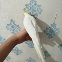 عروس هلندی نر لوتینو سخنگو|پرنده|فردیس, فردیس|دیوار