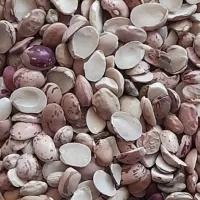 لوبیا چیتی مخصوص اش