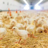 فروش جوجه راس ۳۰۸/ارسال سراسر کشور