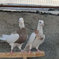 طوقی کرمانشاهی|پرنده|گراش, |دیوار