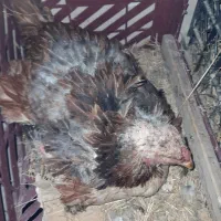 مرغ لاری کرچ