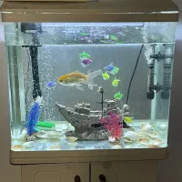 فروش اکواریوم و ماهی|ماهی|نیشابور, دارایی|دیوار