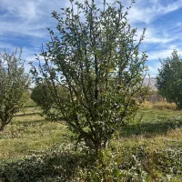 هرس کار باغ سیب و....|خدمات باغبانی و درختکاری|ترکمانچای, |دیوار