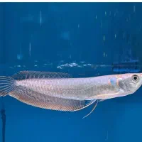 ماهیان وارداتی آرتاویل ماهی|ماهی|اردبیل, |دیوار