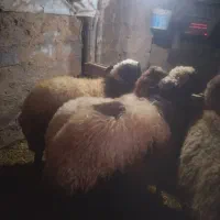 ۶عددبره صدامی درجه یک