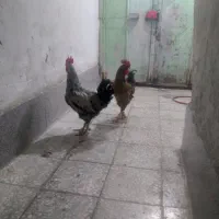 ۲عدد خروس چاق