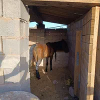 اسب مادیان
