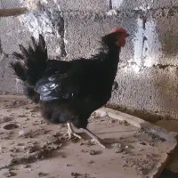 فروش مرغهای محلی و زینتی