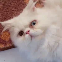 پرشین چشم دورنگ