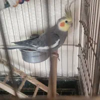 عروس هلندی مولد و سخنگو و دستی با یک جوجه